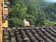-杨家堂村