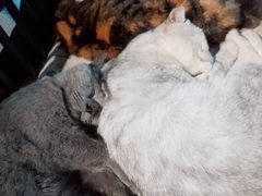 -more than meow吴止猫主题餐厅(承德 中船汇店)