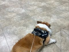 -美联众合动物医院·24h转诊中心