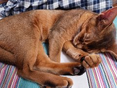 -猫大福·Fortune Cat猫舍(百子湾店)