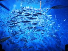 -成都浩海立方海洋公园