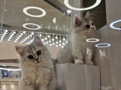 -COLOR PETS 撸猫馆·购猫·猫咖(长风大悦城店)