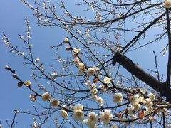 -香雪海