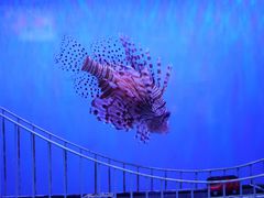 -太平洋海底世界