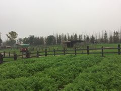 -田园东方蜜桃村的田野营地