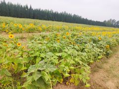 -汉长安城未央宫国家考古遗址公园