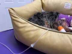 -芭比堂动物医院·CT·微创中心(新顺分院)