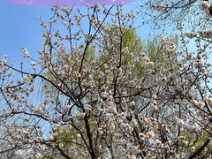 -桃花堤公园