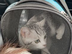 -安安宠医·安宠宠物医院