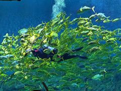 -芜湖新华联大白鲸海洋公园