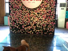 -百好乐宠物友好餐厅(朝外大街店)