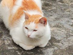 -猫岛主趣味餐厅(鼓浪屿店)
