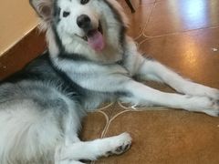 -李小姐の猫咖啡馆(五角场店)
