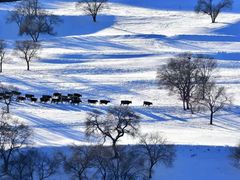 -塞罕坝国家级自然保护区