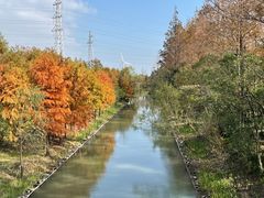 -上海长兴岛郊野公园