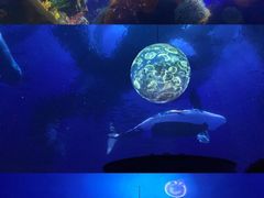 -上海海昌海洋公园