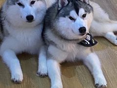 -Husky Go! 哈士奇体验馆·宠物咖啡厅狗咖