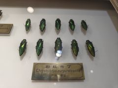 -上海昆虫博物馆