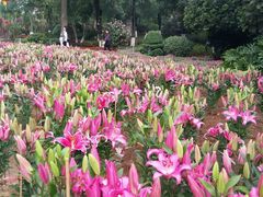 -松山湖梦幻百花洲