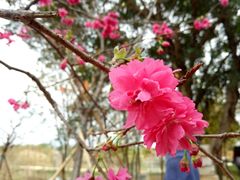 -天适樱花悠乐园