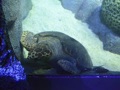 -悉尼海洋生物水族馆