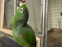 -吉隆坡雀鸟公园