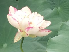 -陈家山荷花公园