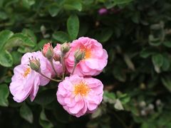 -晓港公园