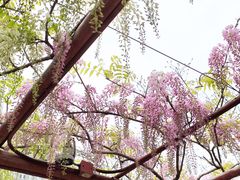 -嘉定紫藤园