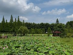 -宜兴龙背山森林公园