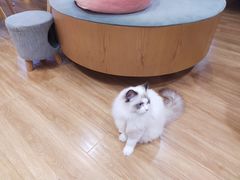 -滚猫咖啡·猫咖·猫友好撸猫(未来城店)