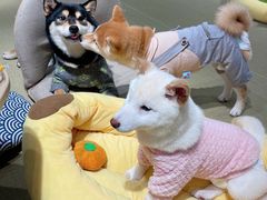 -逗柴咖啡屋·狗咖猫咖宠物桌游