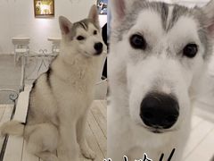 -Let's go狗咖·猫咖·奶狗·桌游(春熙路IFS店)