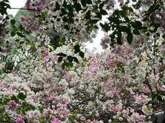 -深圳国际园林花卉博览园