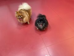 -和它·交个朋友·狗咖猫咖(爱琴海店)