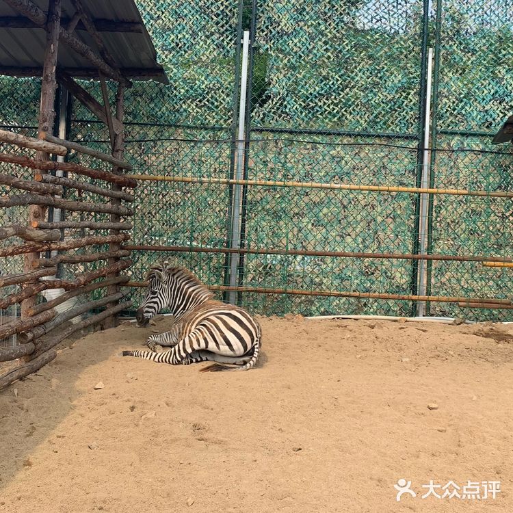 鞍山老院子动物园