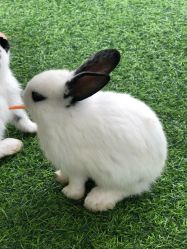 -萌宠亲子动物乐园(槐房万达店)