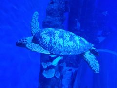 -成都浩海立方海洋公园