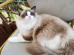 -这儿没有猫·猫咖萌宠馆·撸猫