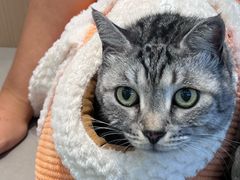 -瑞派·关忠动物医院·猫专科·犬专科(三环新城店)