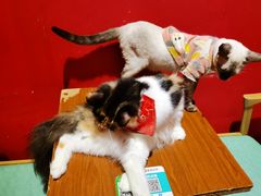 -猫色咖啡·猫咖