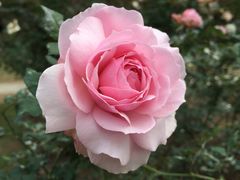 -人民公园(罗湖区)