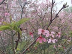 -福建鲤鱼洲酒店