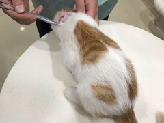 -福懋动物医院·犬猫全科·外科·重症科(杏林分院)