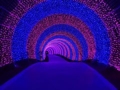 -大塘金香草谷