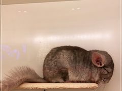 -龙猫仔乐园(惠福东路店)