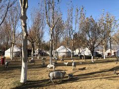 -九十九顶毡房(阜石路店)