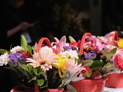 -溪岸路花鸟市场