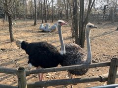 -大连森林动物园