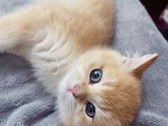 -欣宠猫屋·矮脚拿破仑·蓝金金渐层